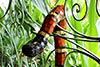 coral_snake