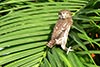 pygmy_owl