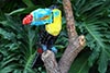 toucan